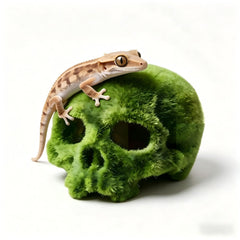 Generic crâne mousseux face montrant texture réaliste et améliore l’esthétique du terrarium