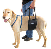 GingerLead harnais vue avant montrant maintien et ajustement confortable