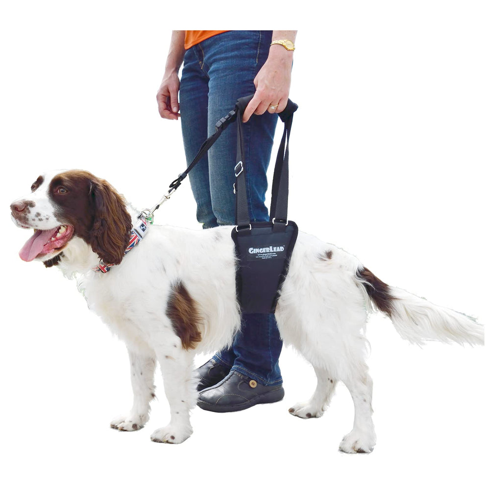 GingerLead harnais vue avant montrant maintien et ergonomie pour mobilité