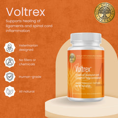 Gold Standard Herbs Voltrex gros plan de la poudre illustrant texture et pureté