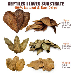 Gxsdj gros plan sur texture de feuille offrant cachettes et rétention d'humidité