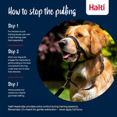 Halti headcollar taille 3 à côté d'un chien moyen pour évaluer l'échelle