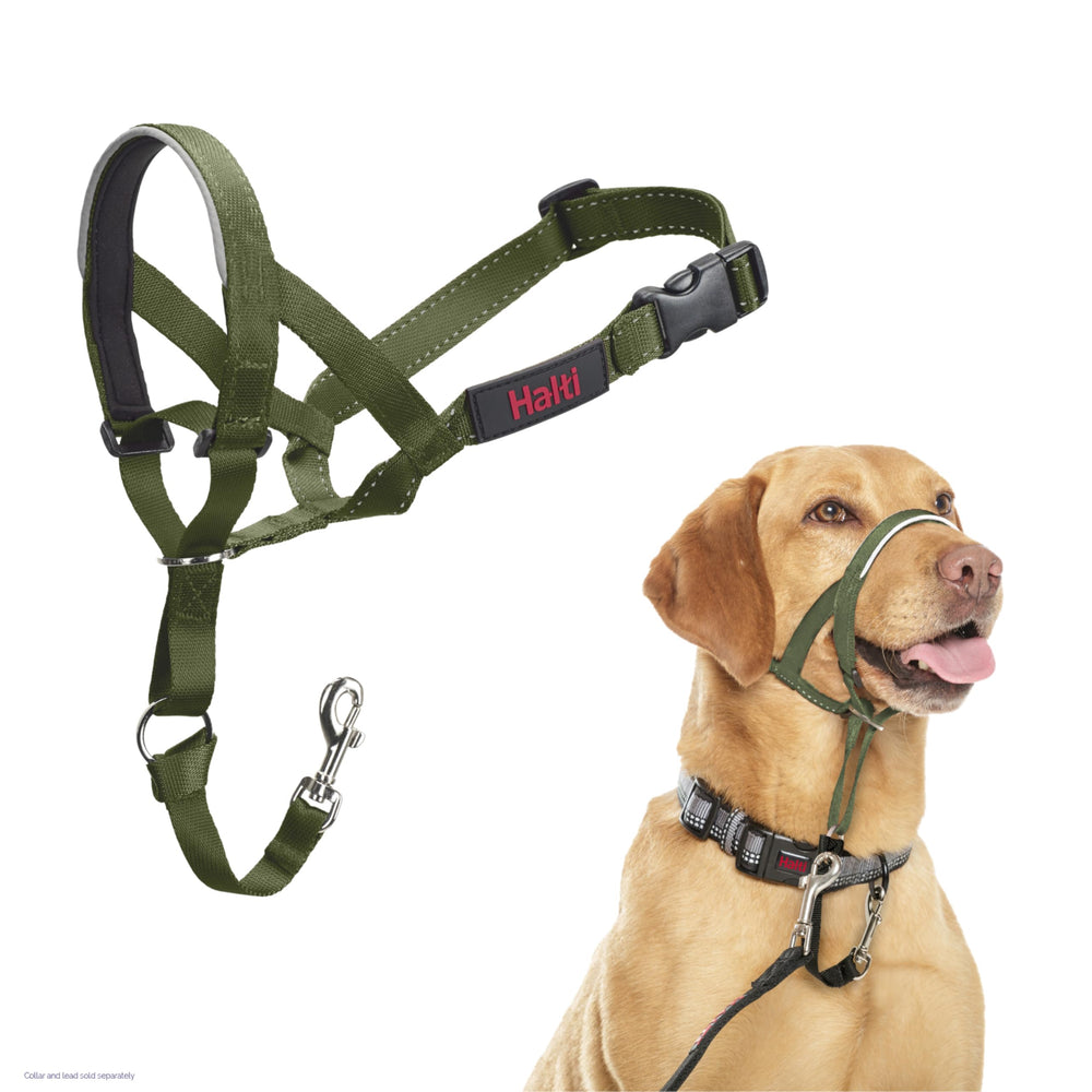 Halti headcollar taille 3 vert forêt vue avant montrant maintien sûr