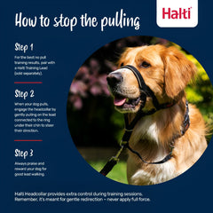 Halti headcollar taille 2 posé à côté d'une règle pour comparaison d'échelle
