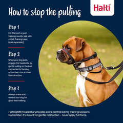 Halti Optifit en usage promenade maîtrisant la traction du chien