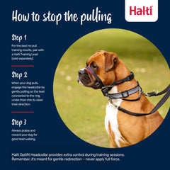Halti OptiFit sur chien museau long assurant ajustement précis