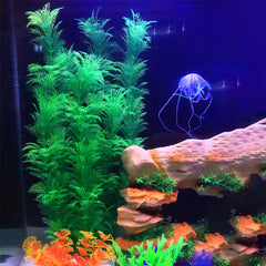 Hamiledyi plante installée dans aquarium apportant cachette et ombre