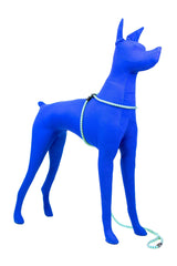 Harness Lead chien en promenade, contrôle apaisé et marche fluide