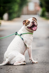 Harness Lead gros plan des matériaux rembourrés, confort réduit frottement