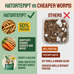 Hatortempt poules en consommation appréciant une friandise riche en protéines