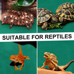 Haull tapis installé dans un terrarium apportant confort et hygiène au reptile