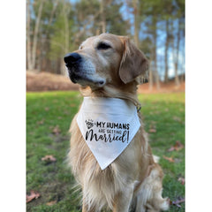HDGDT détail de l'anneau en D solide permettant d'attacher une laisse en toute sécurité