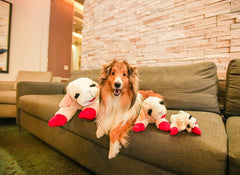 HDP Lambchop en action avec chien, stimule jeu et rapportage