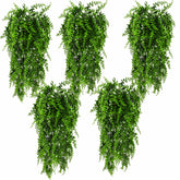 HERCOCCI emballage du lot 5 plantes montrant contenu et longueur utile