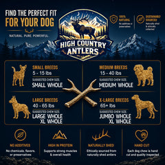High Country Antlers chien adulte mâchant montrant satisfaction et résistance