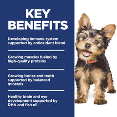 Hill's Science Diet chiot mange dans un bol montrant support digestif et plaisir alimentaire