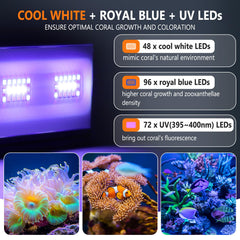 hygger gros plan LEDs royal blue et U-V pour meilleure fluorescence