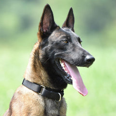 Hyhug collier martingale sur chien en promenade, empêche les fugues