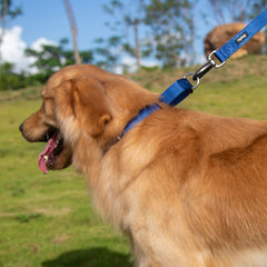 Hyhug collier en usage promenade contrôlant doucement le chien