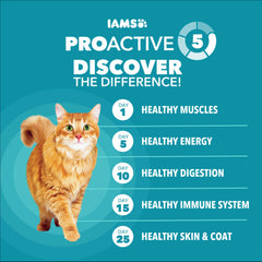 IAMS bol plein de croquettes pour chat d’intérieur, favorise énergie quotidienne