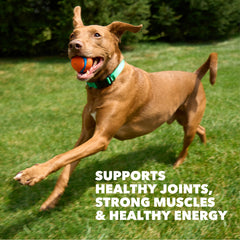 IAMS texture croquette proche, qualité nutritive visible pour muscles