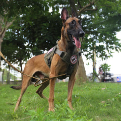 ICEFANG harnais porté par chien pour meilleur contrôle en promenade