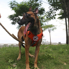 ICEFANG harnais porté en randonnée offrant confort et sécurité au chien