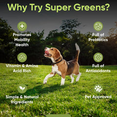 iHeartDogs gros plan germes de brocoli illustrant sulforaphane naturel