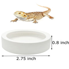 iHomeSet coupelle en terrarium utilisée par un gecko pour boire facilement