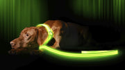 Illumiseen laisse face avant montrant la bande LED pour meilleure visibilité