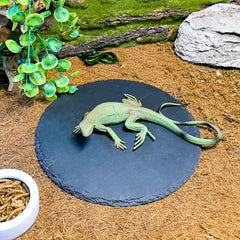 Tfwadmx plateau en pierre pour tortues et reptiles 7,8" – plaque chauffante, humidification lente et limage de griffes