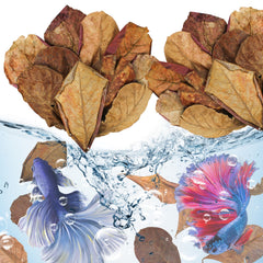 iMbaidy feuilles catappa flottant à la surface d'un aquarium, bénéfice environnement apaisant