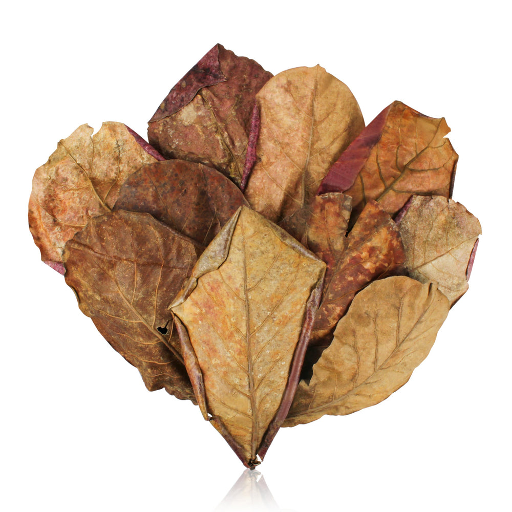 iMbaidy paquet de feuilles catappa montrant emballage et quantité, bénéfice stockage pratique