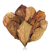 iMbaidy paquet de feuilles catappa montrant emballage et quantité, bénéfice stockage pratique