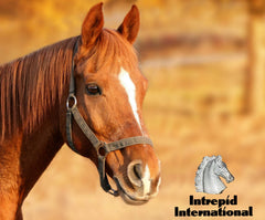 Intrepid International comparaison taille et mesure pour choix précis