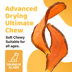 iPaw chien qui mâche la friandise, satisfait et engagé