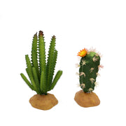 JIHAQUA vue frontale des deux succulentes, décoration sans entretien