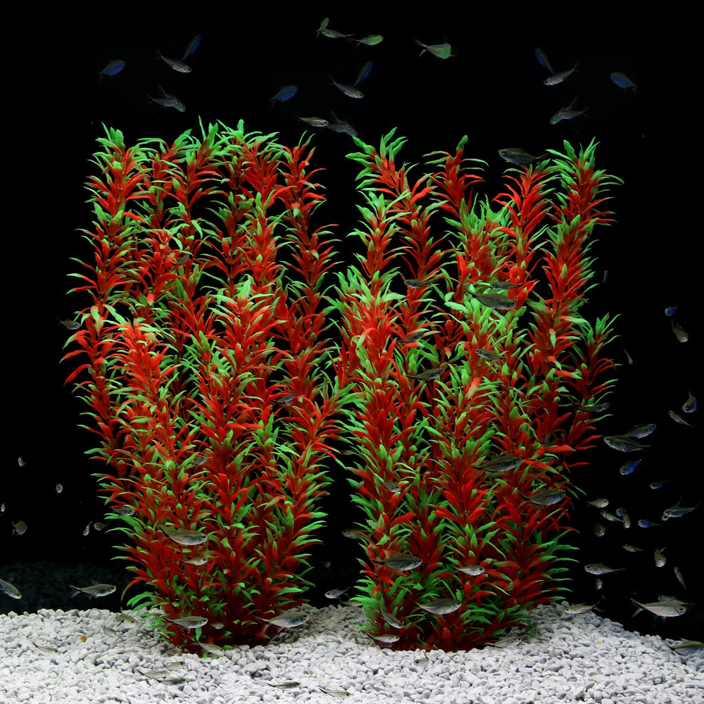 Plante JIHAQUA face avant, décor naturel instantané