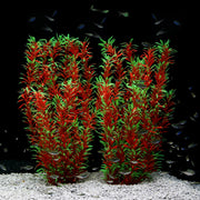 Plante JIHAQUA face avant, décor naturel instantané