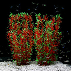 Plante JIHAQUA face avant, décor naturel instantané