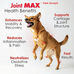 Chiot acceptant Joint Max TS en friandise et gain de confort articulaire