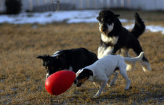 Chien jouant avec Jolly Pets Jolly Egg au parc stimulant activité et chasse