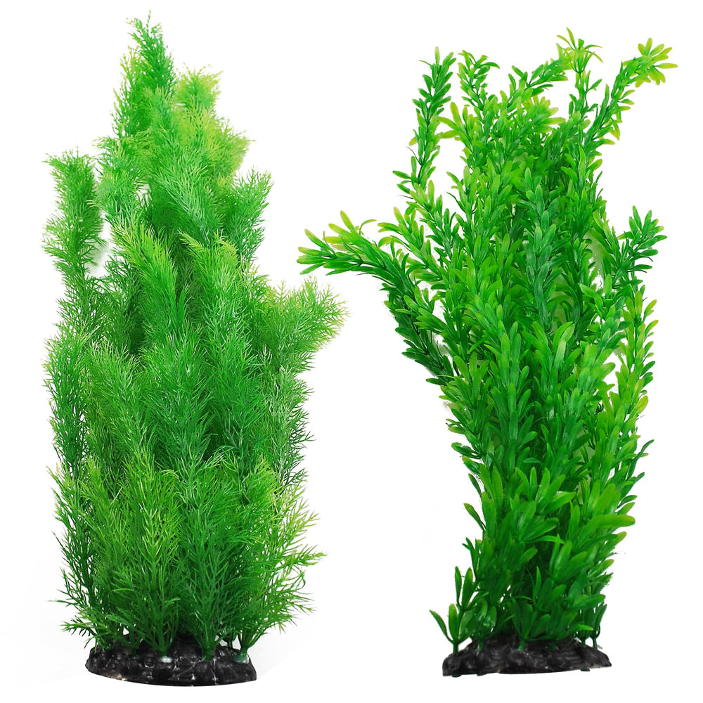 kathson plante vue frontale montrant hauteur et structure naturelle