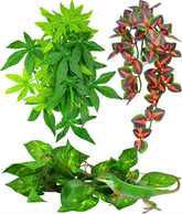 KATUMO plante suspendue rouge montrant cachette naturelle