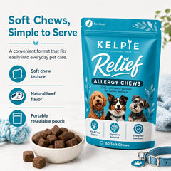 Kelpie Allergy pastille dans la main pour montrer administration simple et sûre