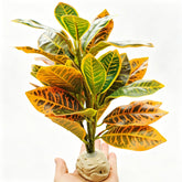 KERUIDENG plante décorative vue de face offrant cachette et camouflage