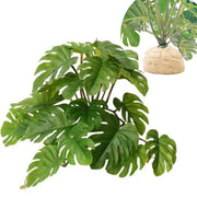 KERUIDENG plante face avant montrant un décor naturel et attractif