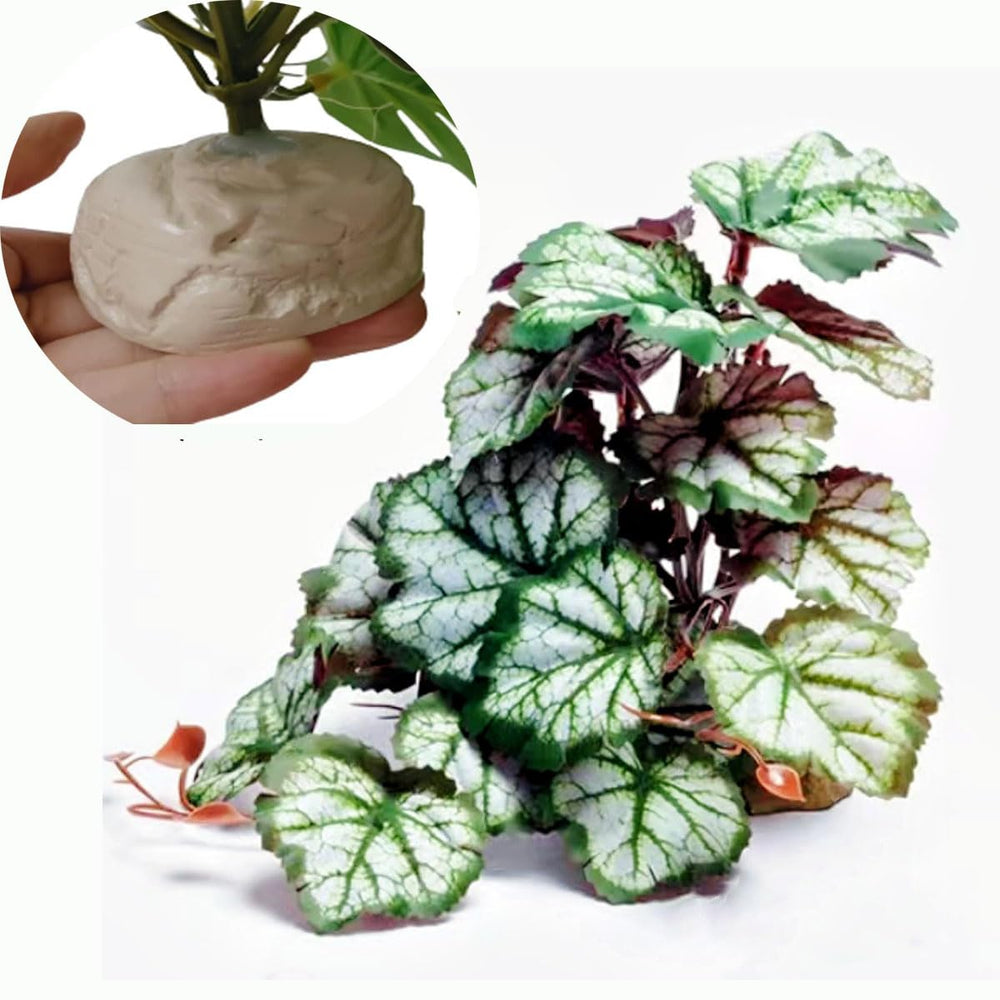 KERUIDENG plante frontale montrant l'aspect réaliste et la couleur vive