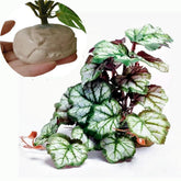 KERUIDENG plante frontale montrant l'aspect réaliste et la couleur vive
