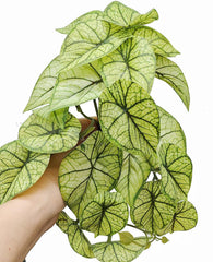 KERUIDENG détail feuilles montrant texture réaliste et rétention d'eau